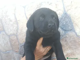 Labrador Retriever perros Hembra labrador retriever - Anuncio 1