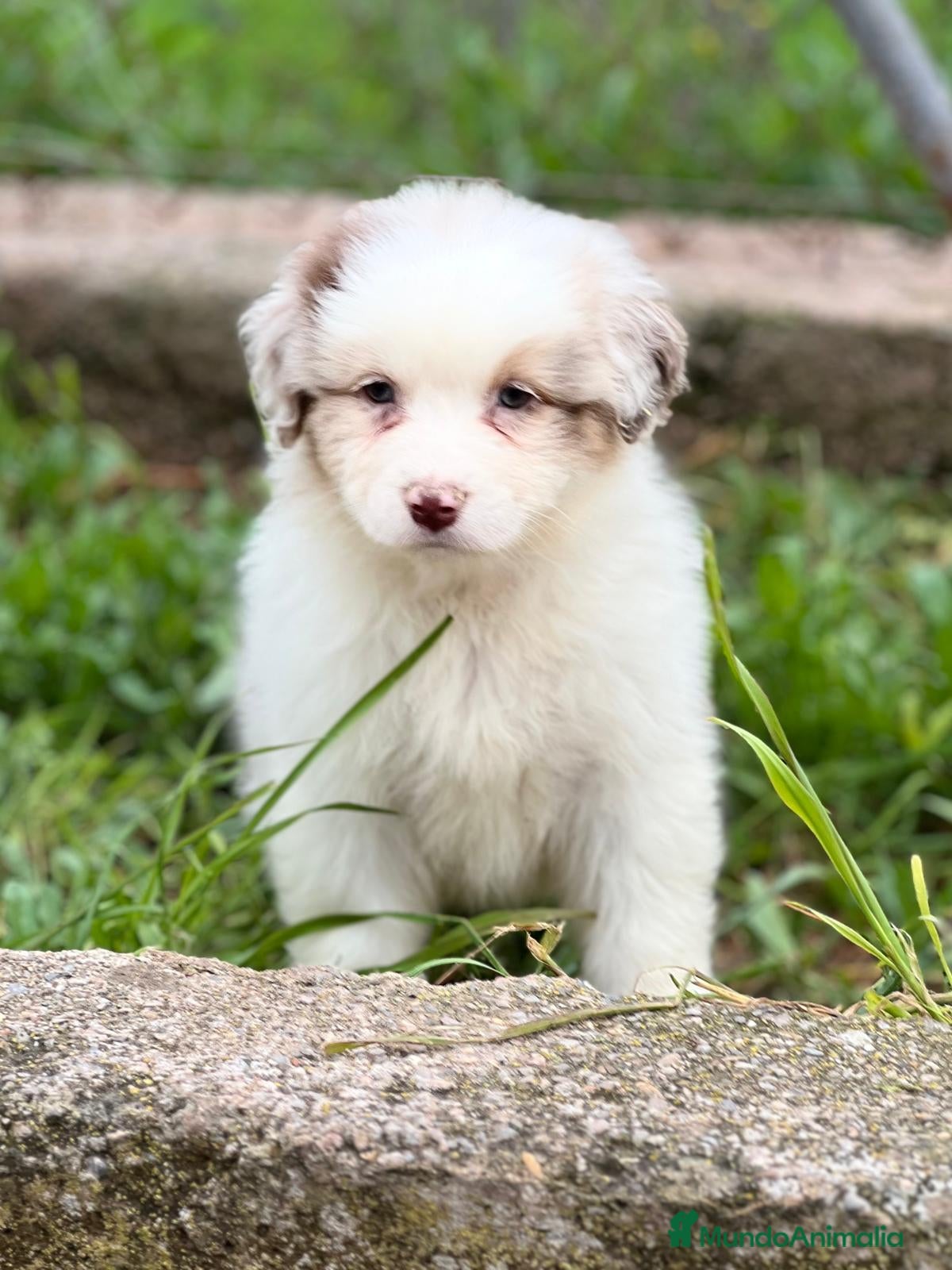Pastor Australiano perros Pastor australiano merle en Barcelona - Anuncio 1
