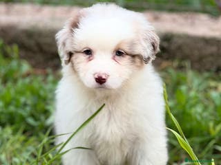 Pastor Australiano perros Pastor australiano merle en Barcelona - Anuncio 1