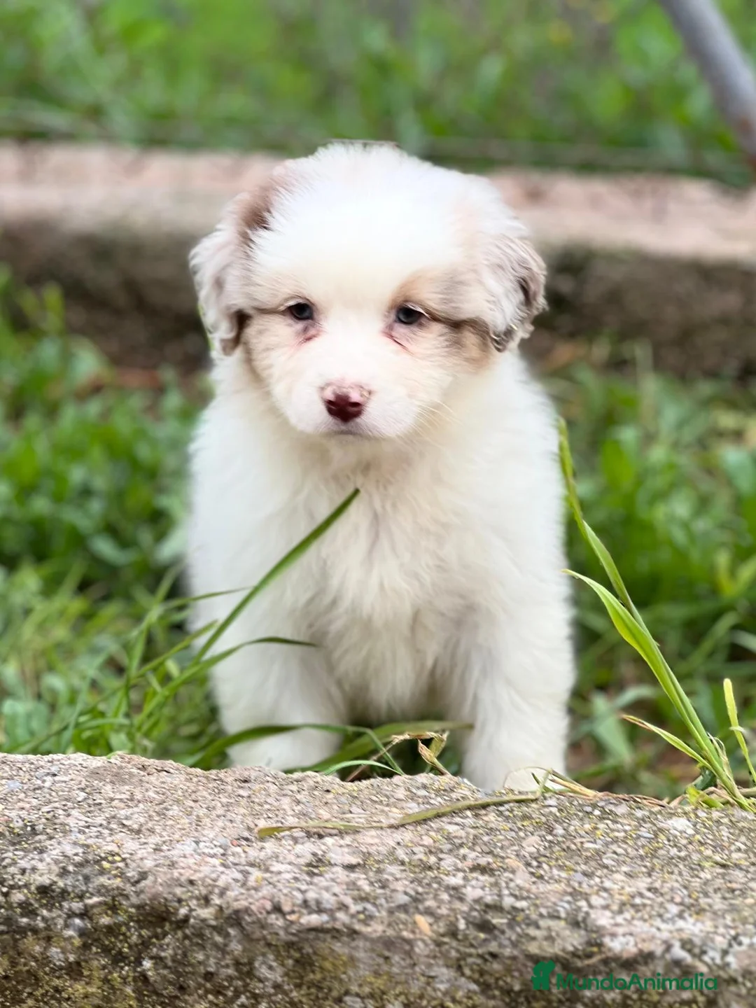 Pastor Australiano perros en venta: Pastor australiano merle en Barcelona - Anuncio 1