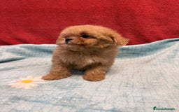 Shihpoo perros en venta: Monísima ShihPoo  - Imagen 2