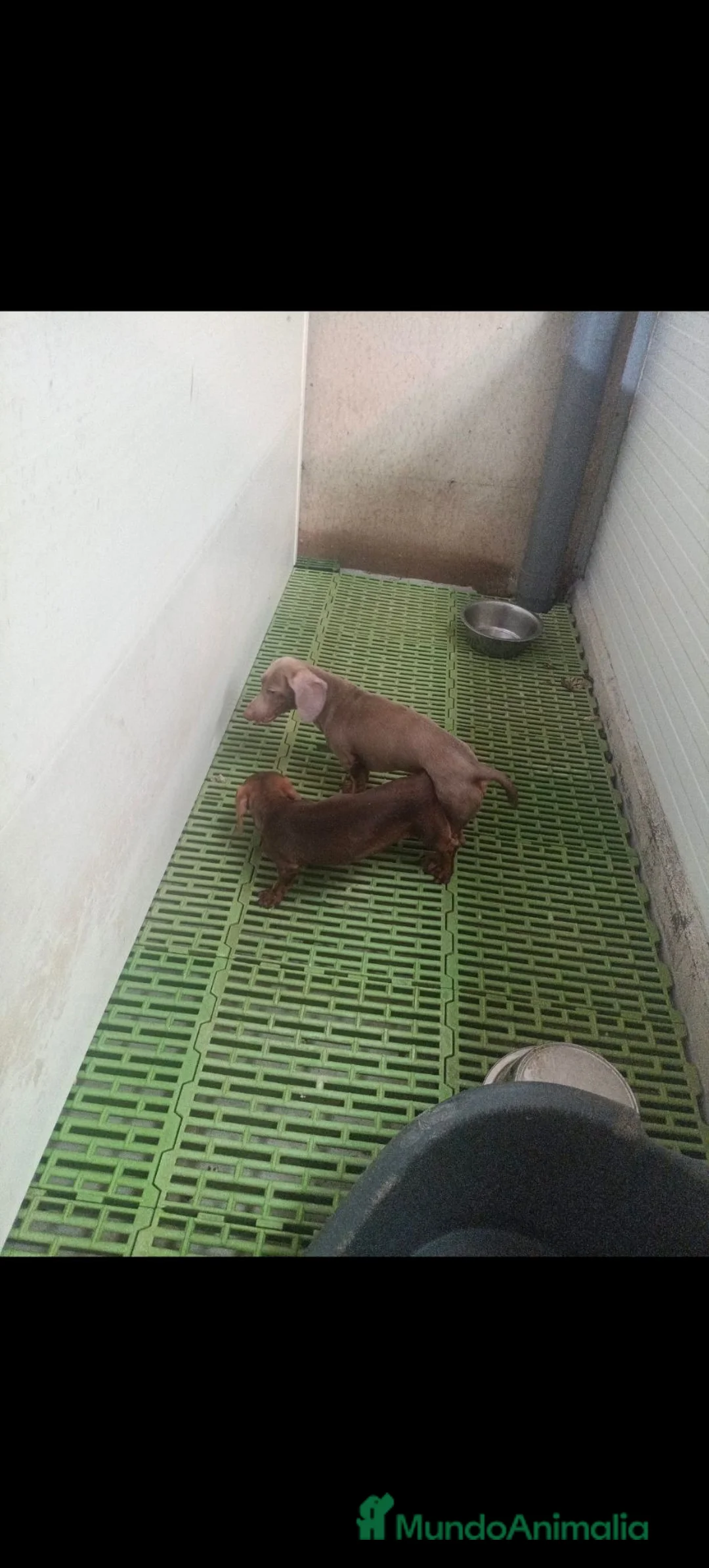 Teckel Miniatura perros en venta: Teckels Color Jabalí Hembras - Anuncio 6
