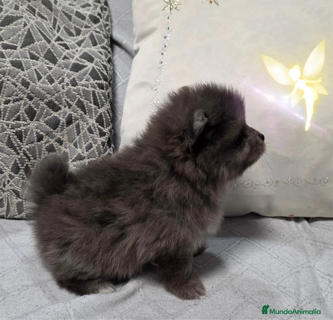 Pomerania perros en venta: Precioso Lulú de Pomerania Miniatura  - Anuncio 1