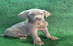 Weimaraner perros en venta: Braco de weimar  - Imagen 2