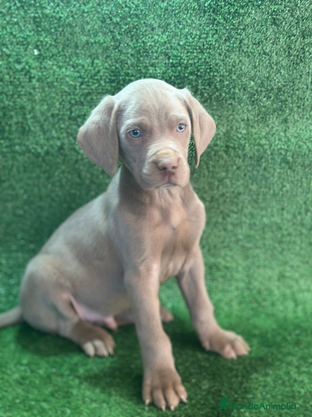 Weimaraner perros en venta: Braco de weimar  - Imagen 2