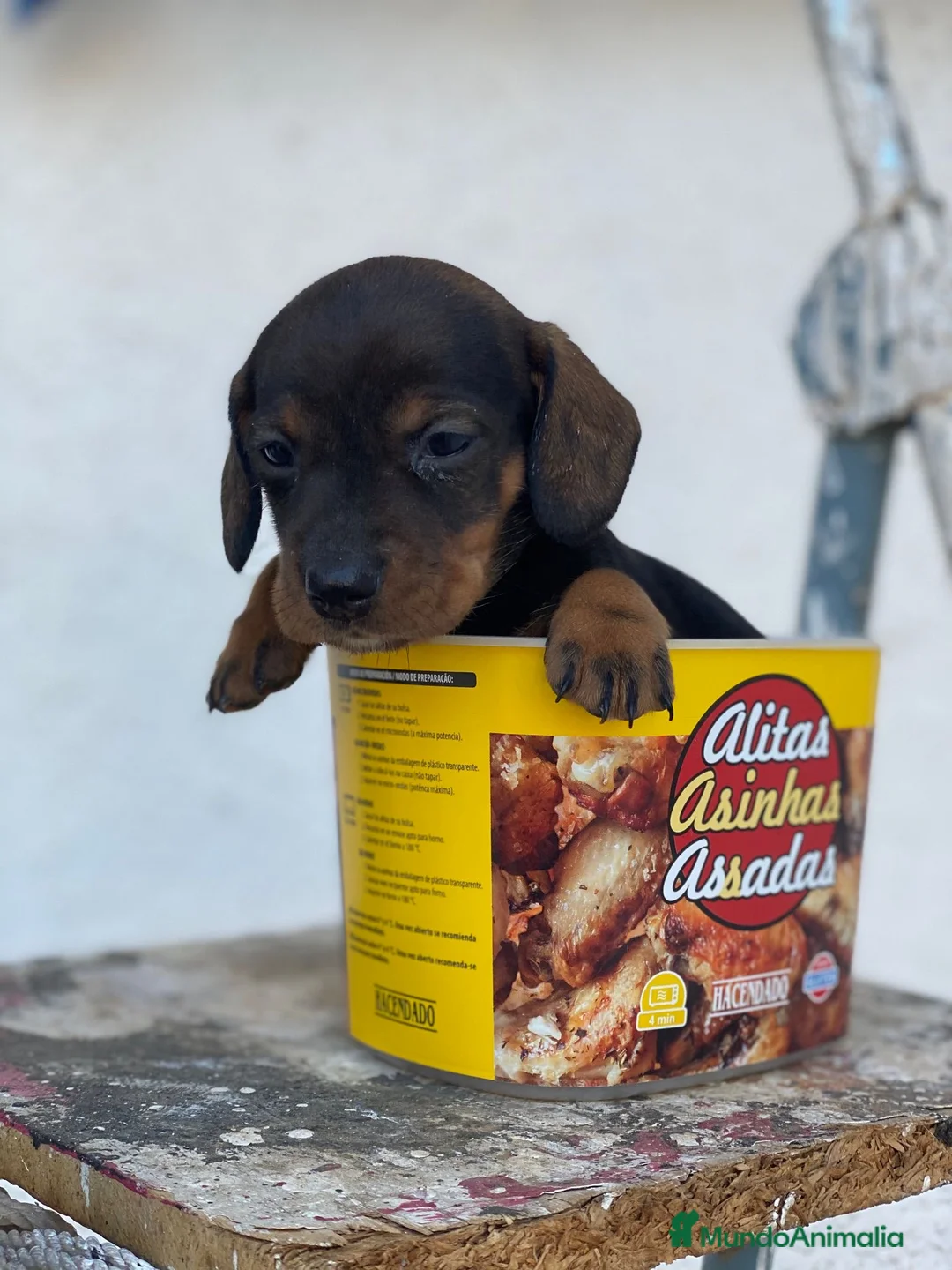 Teckel perros en venta: TECKEL //// GRAN SELECCIÓN  en Badajoz - Anuncio 4