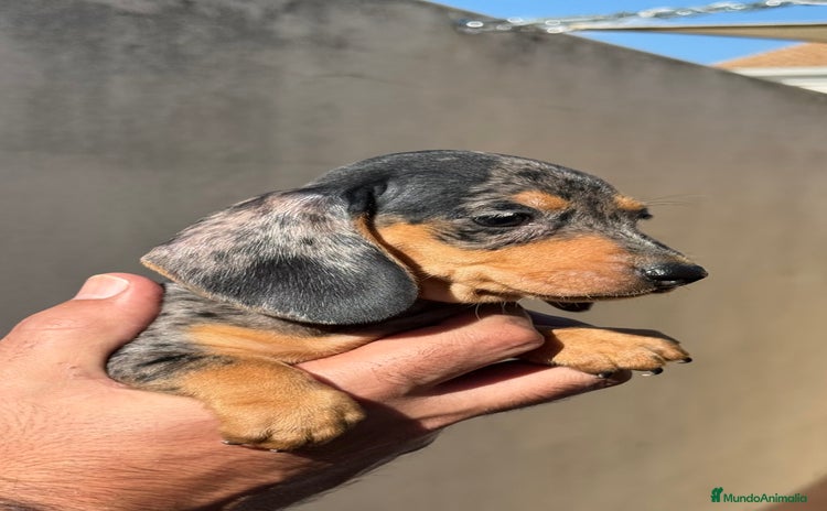 Teckel perros en Valencia - Anuncio 1