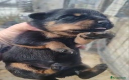 Rottweiler perros en venta: Camada de Rottwailer en Toledo - Anuncio 6