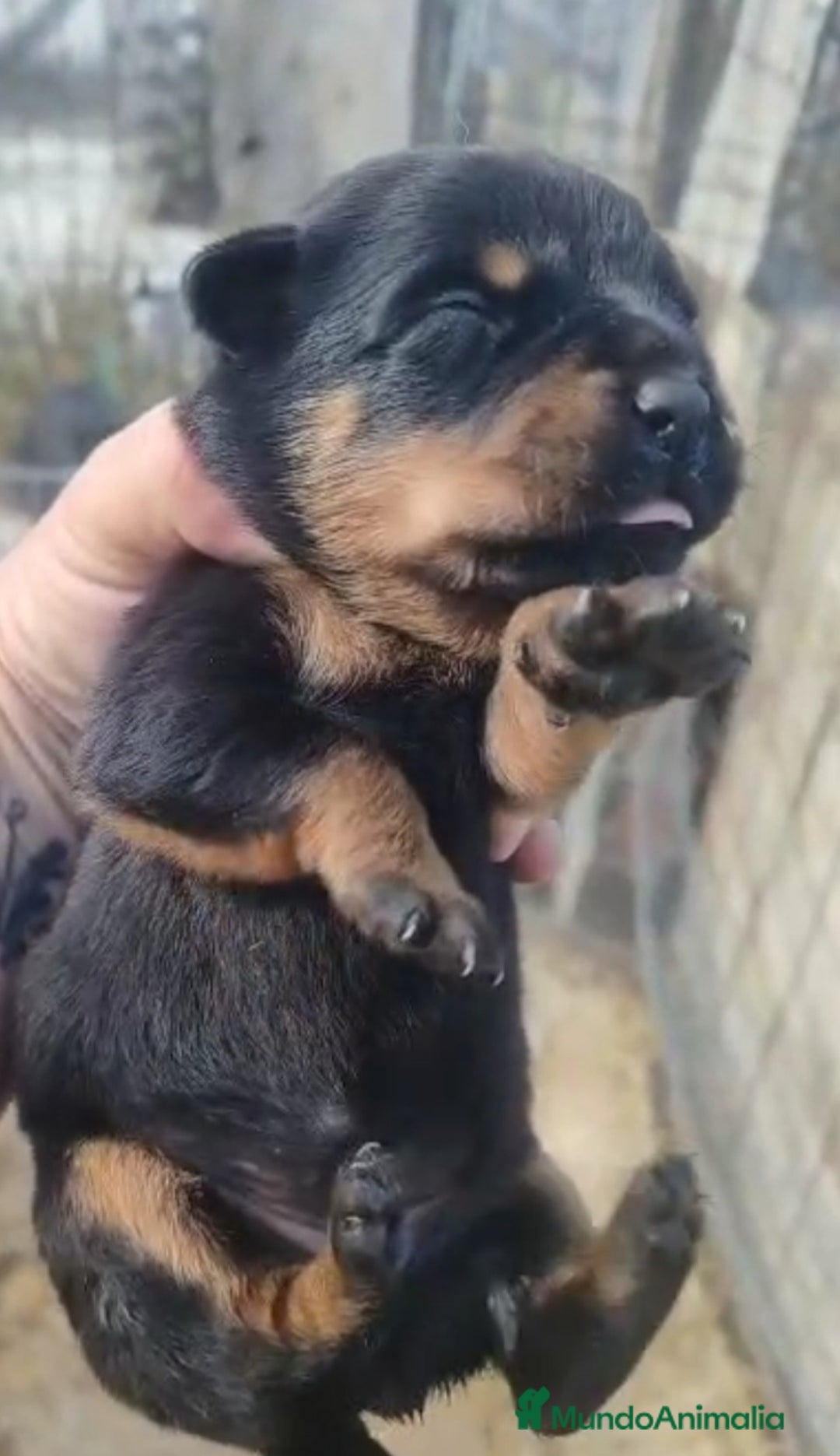 Rottweiler perros en venta: Camada de Rottwailer en Toledo - Anuncio 6