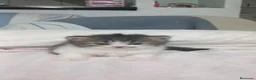 Persa gatos en venta: Gatos persas  - Anuncio 1