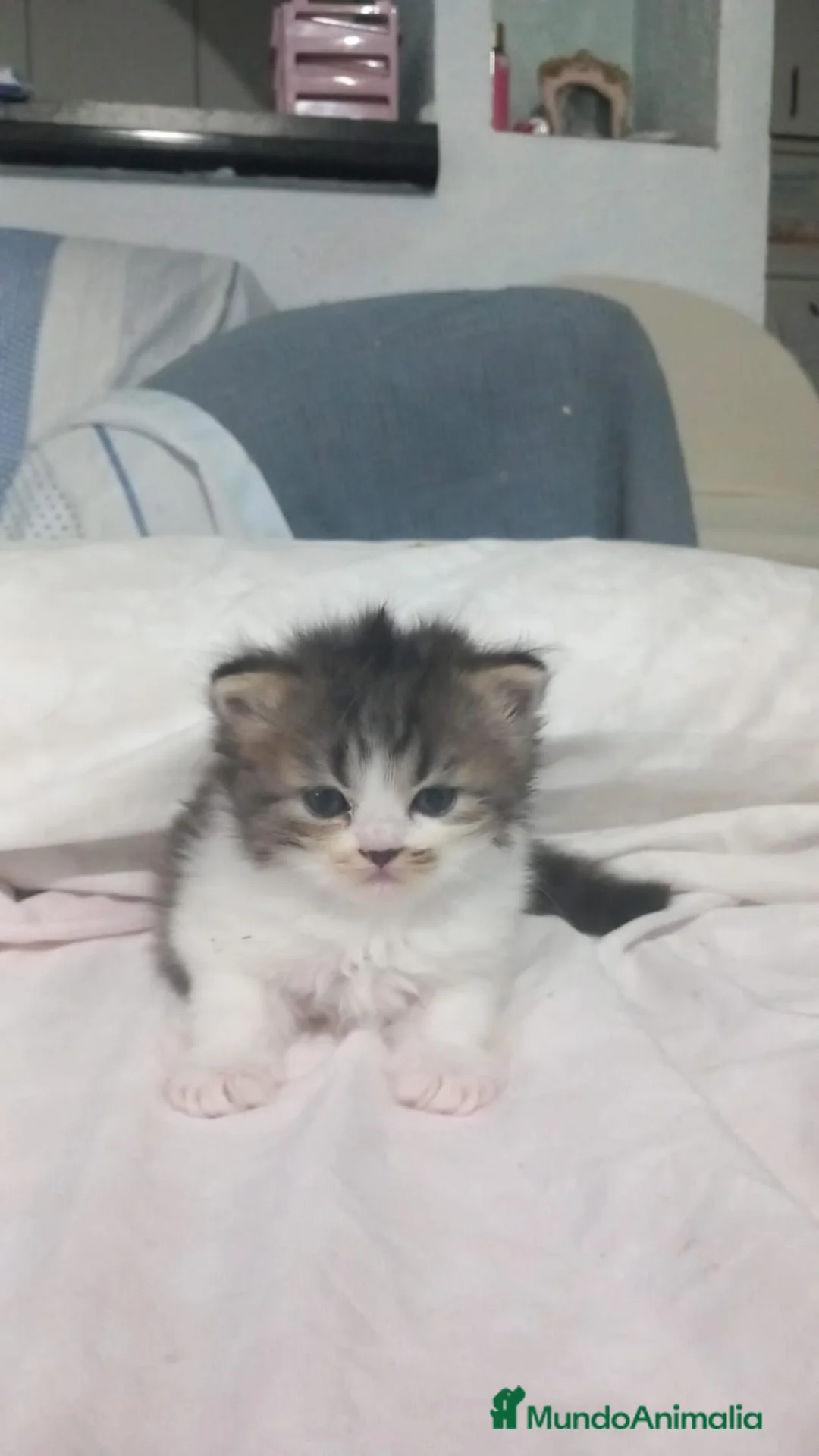 Persa gatos en venta: Gatos persas  - Anuncio 1