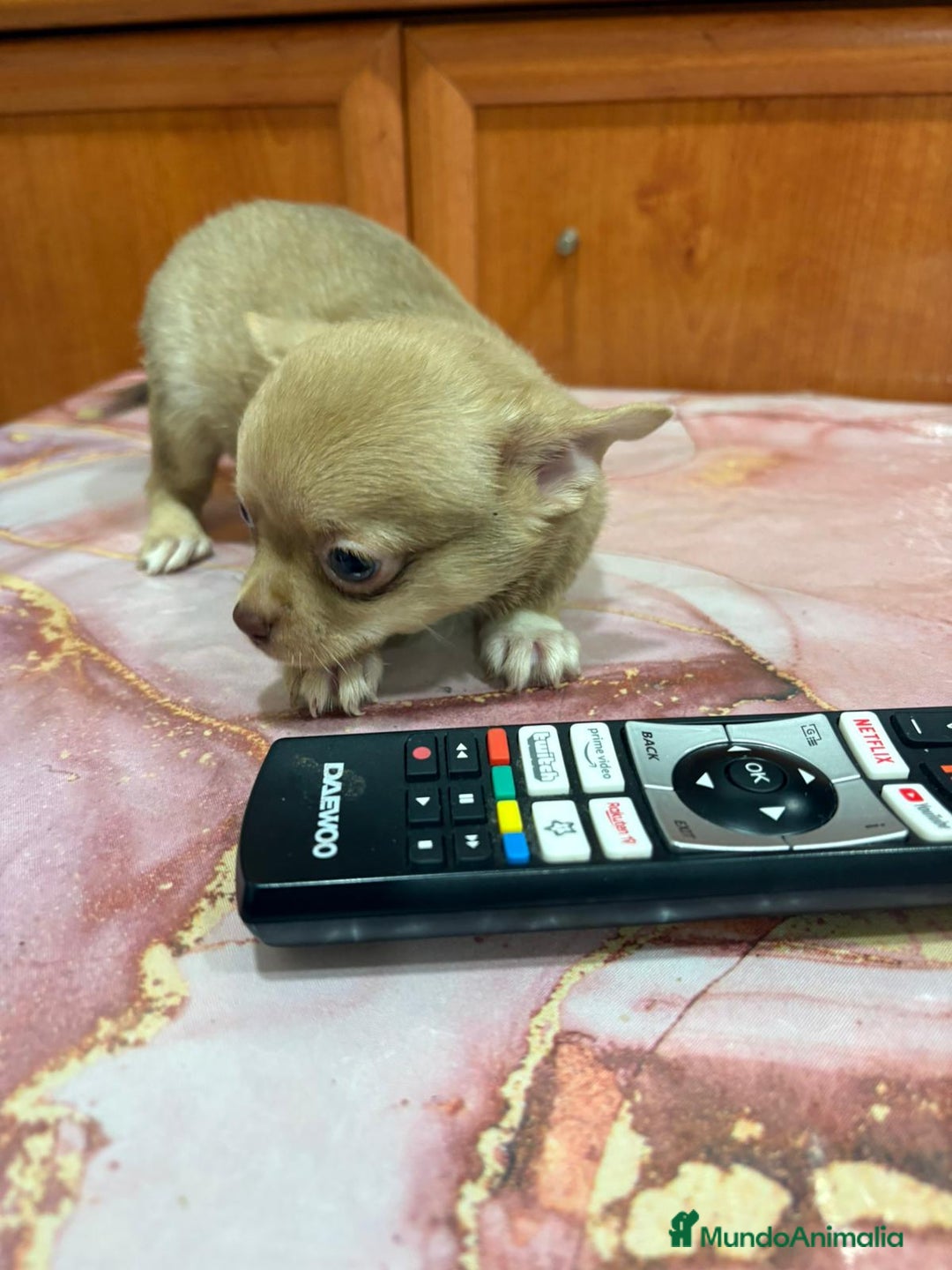 Chihuahua perros en venta: Chihuahua toy ruso macho - Imagen 3
