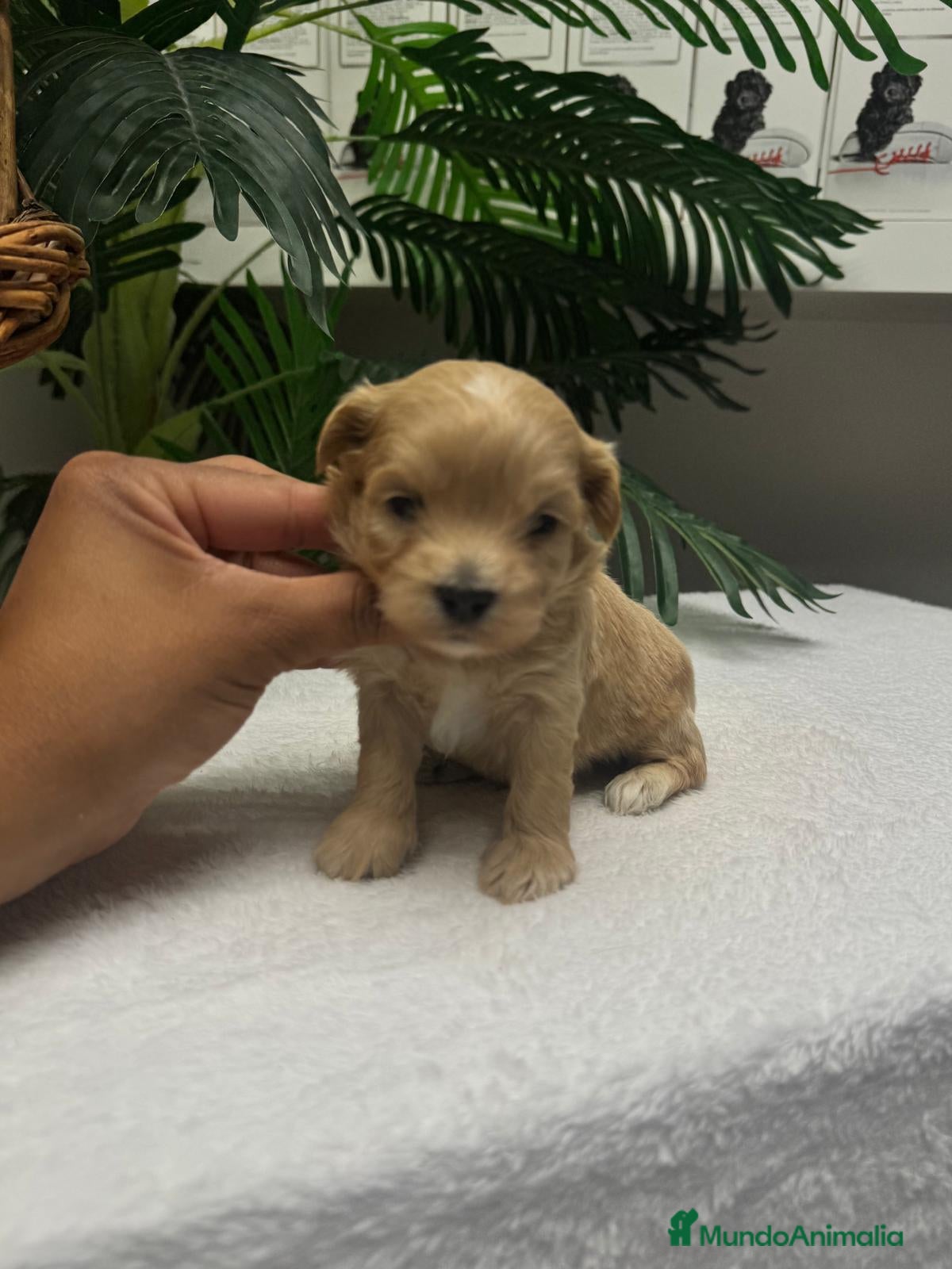 Maltipoo perros MALTIPOO - Anuncio 1