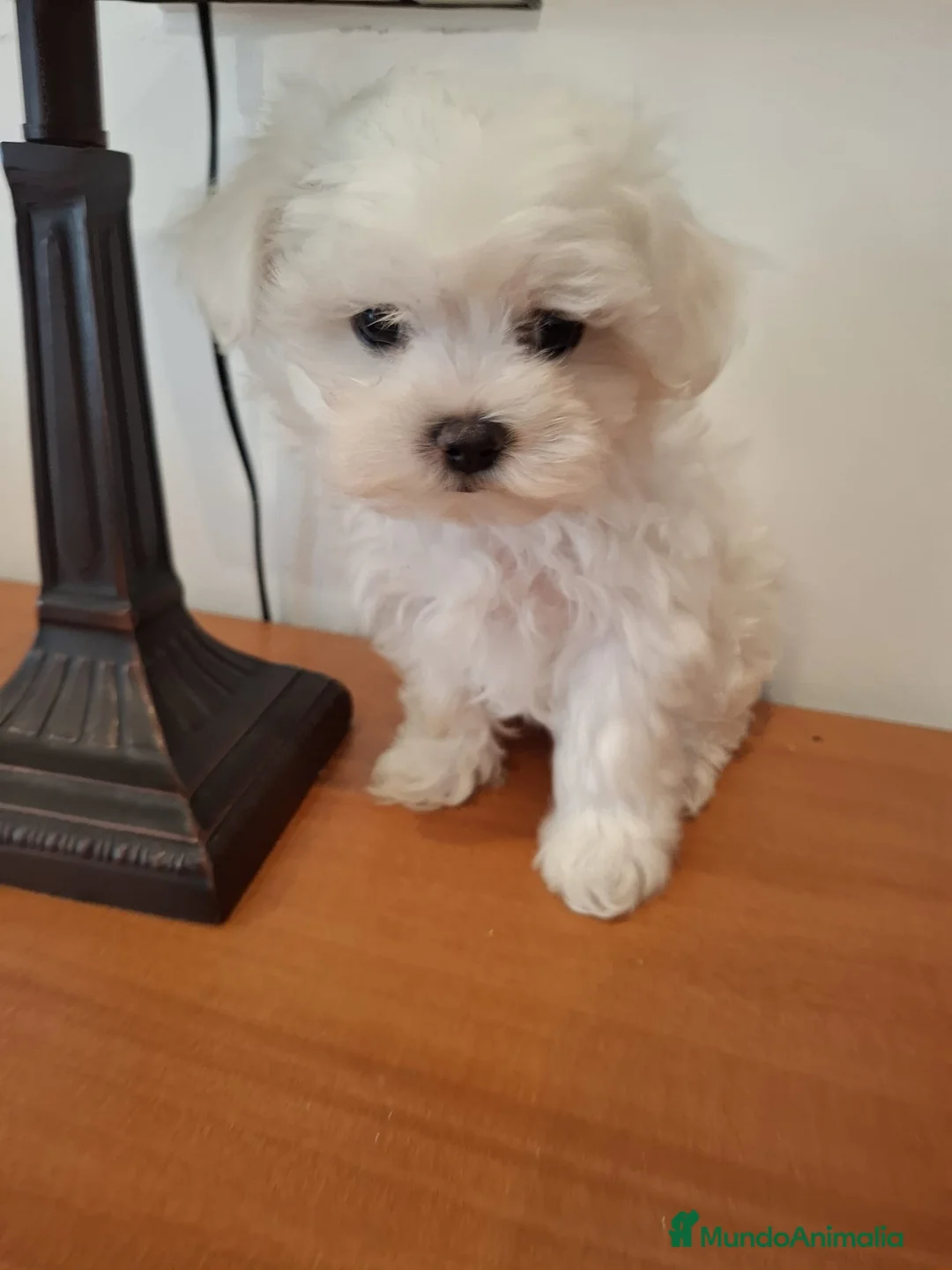 Bichón Maltés perros en venta: Bichón maltés - Anuncio 2