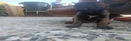 Pastor Belga Malinois perros en venta: Camada de pastor belga - Anuncio 3