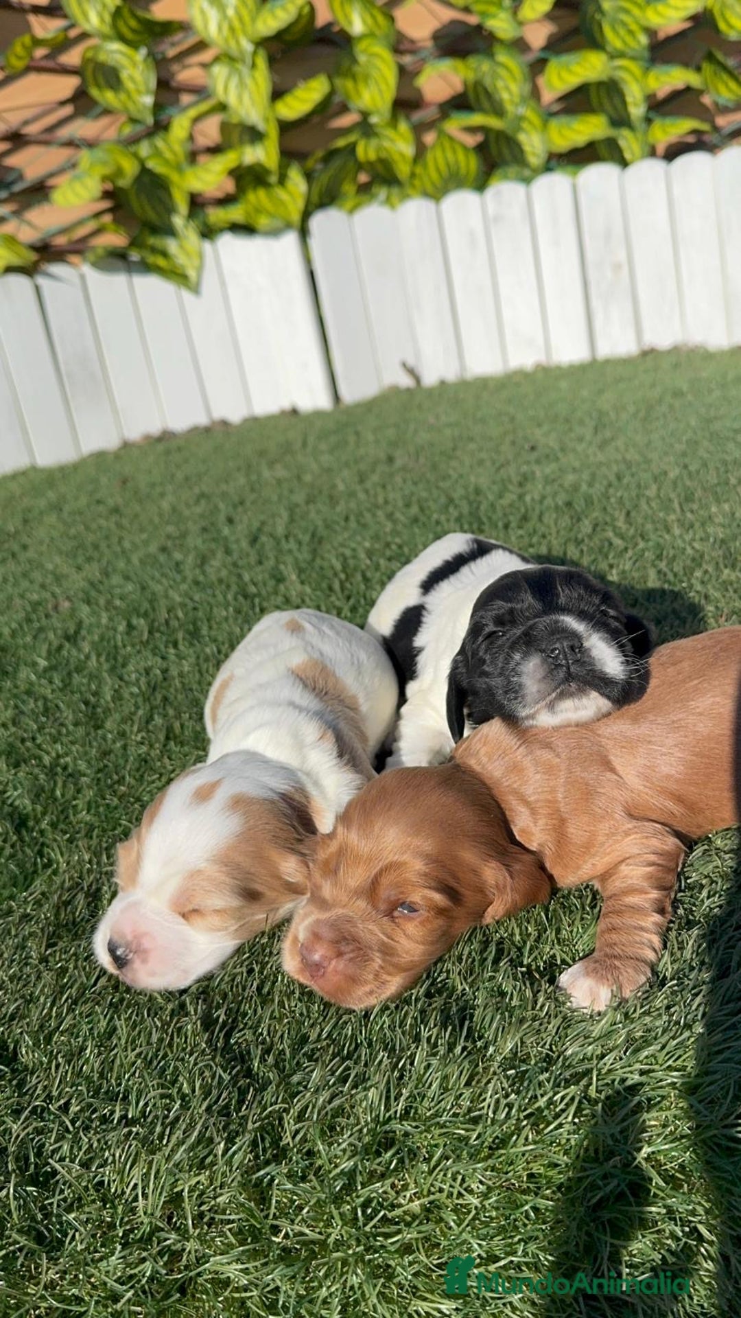 Cocker Spaniel Inglés perros en venta: COCKER SPANIEL INGLES - Anuncio 3