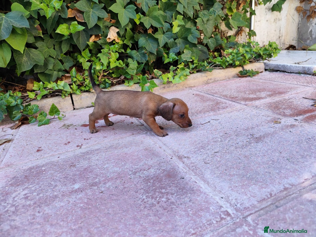 Teckel perros en venta: TECKEL HEMBRA OPORTUNIDAD  - Imagen 5
