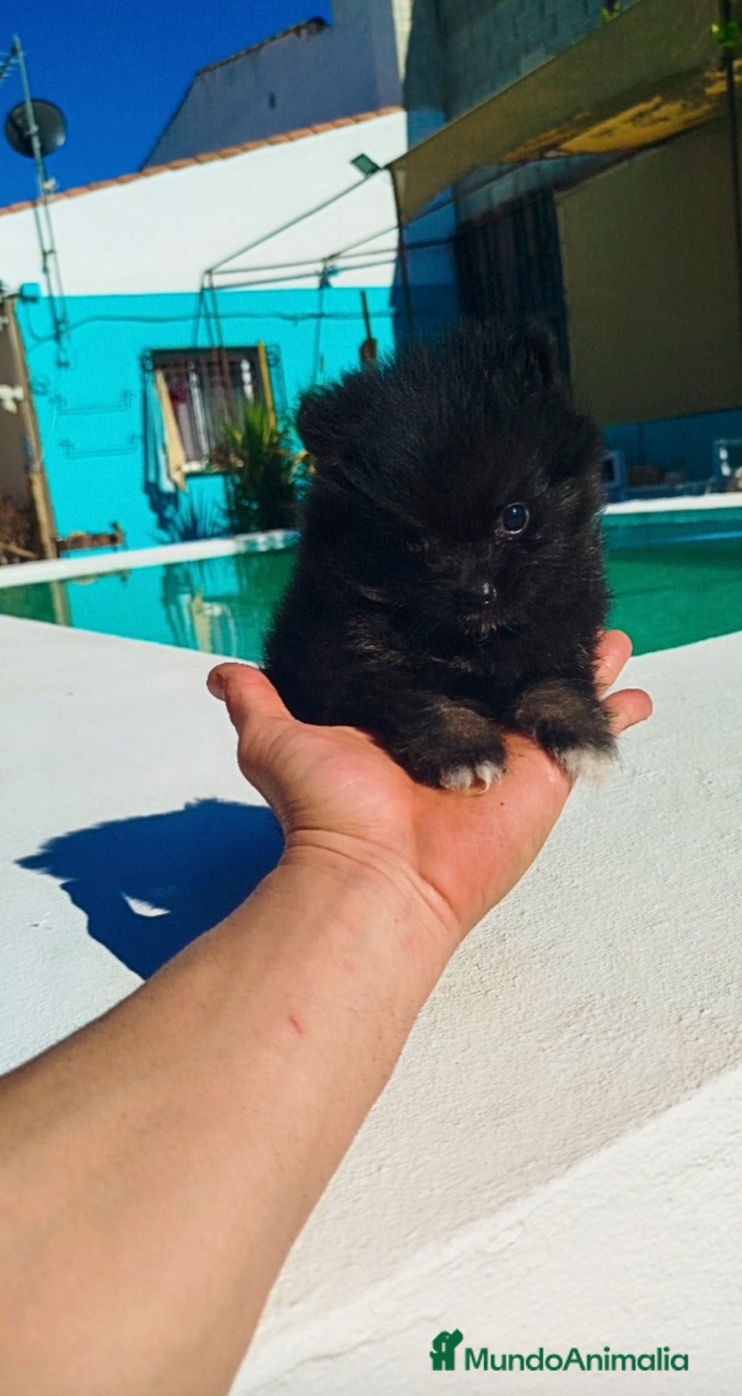 Pomerania perros en venta: Lulú de pomerania toy  - Imagen 2