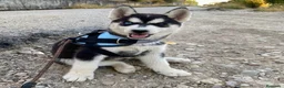 Husky Siberiano perros en venta: Perritas husky preciosas  - Anuncio 2