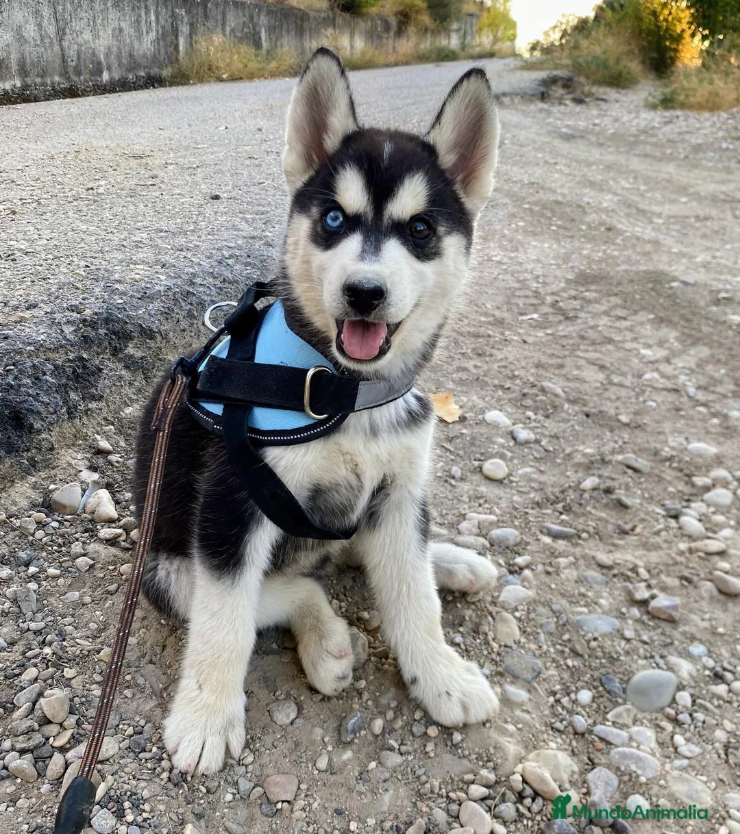 Husky Siberiano perros en venta: Perritas husky preciosas  - Anuncio 2