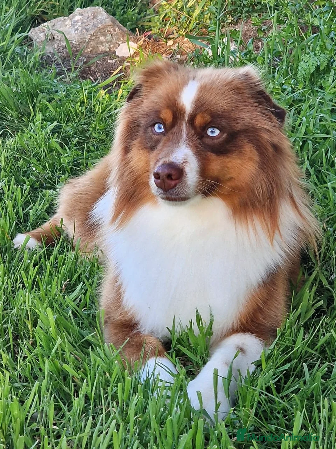 Imagen de galería {{count}}