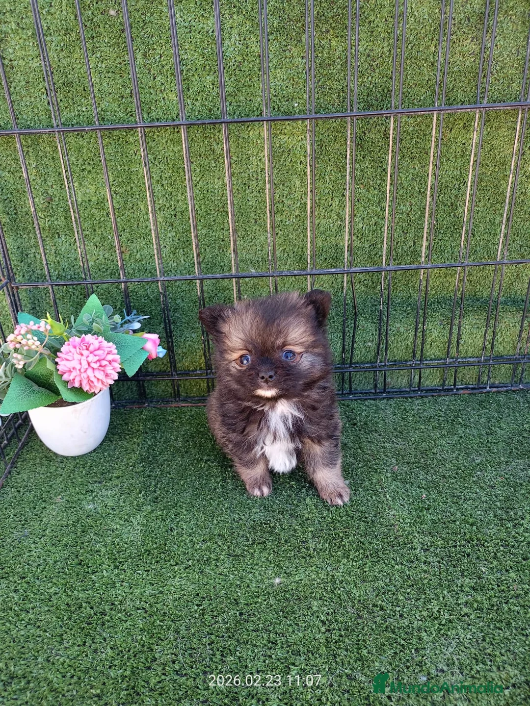 Pomerania perros en venta: POMERANIA TOY - MINI ENCANTADOR - Anuncio 1