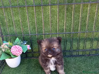 Pomerania perros POMERANIA TOY - MINI ENCANTADOR - Anuncio 1