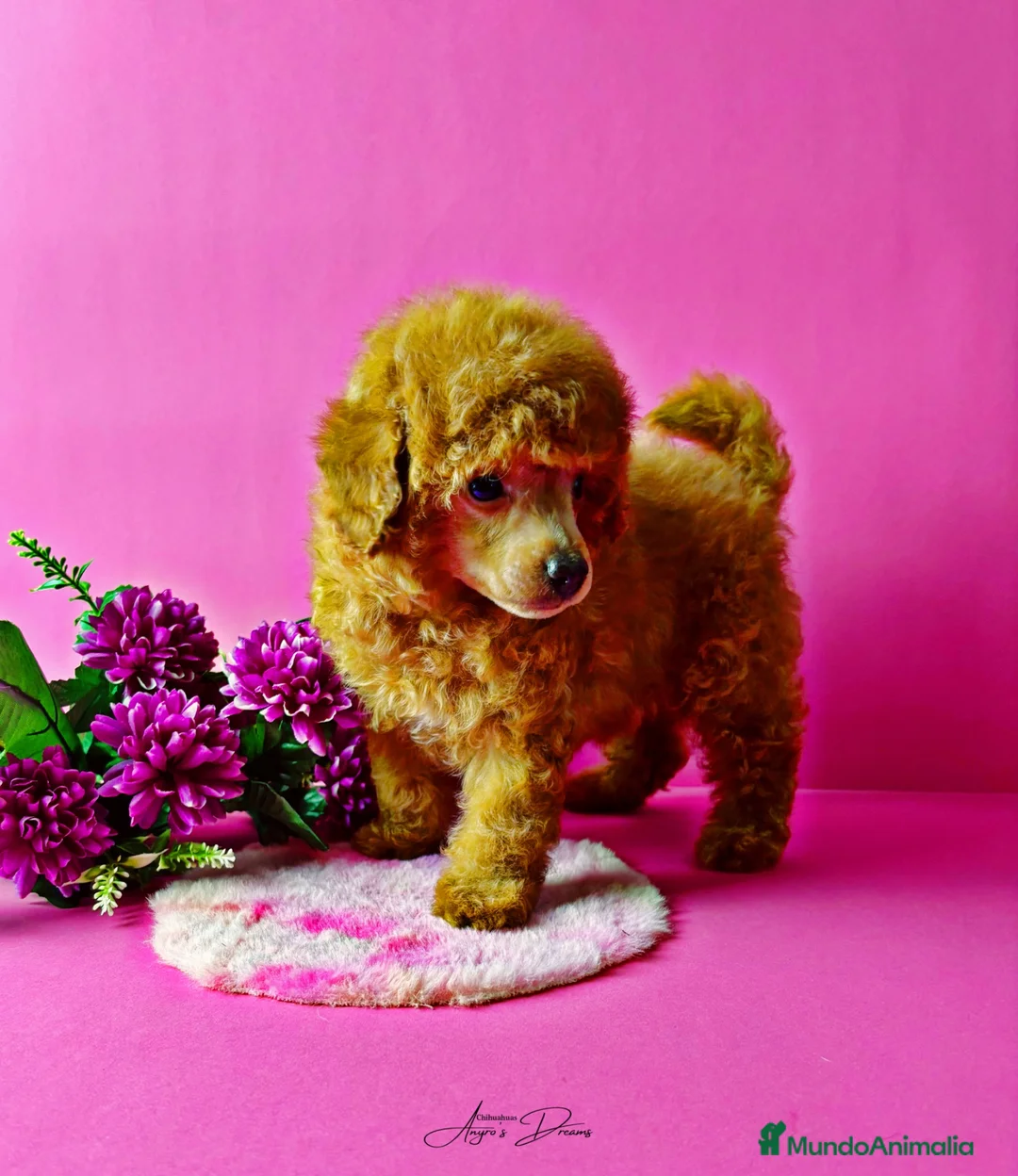 Caniche Toy perros en venta: Caniche Toy - Anuncio 3