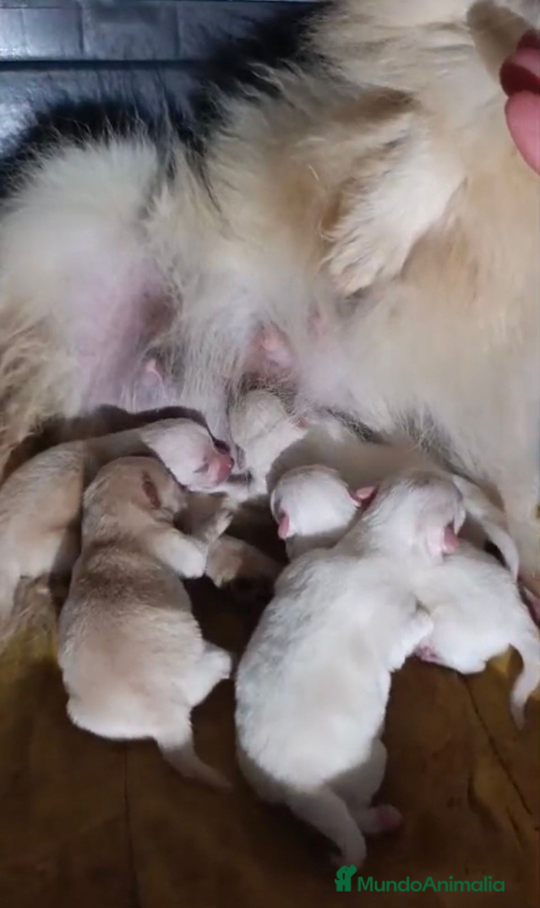 Pomerania perros en venta: NUEVA CAMADA Lulu pomerania toy - Anuncio 2