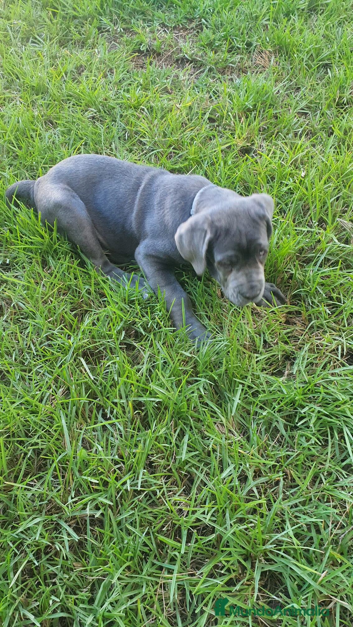Cane Corso perros Mastin Napolitano en Sevilla - Anuncio 1