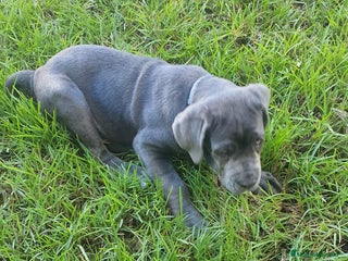 Cane Corso perros en Sevilla - Anuncio 2
