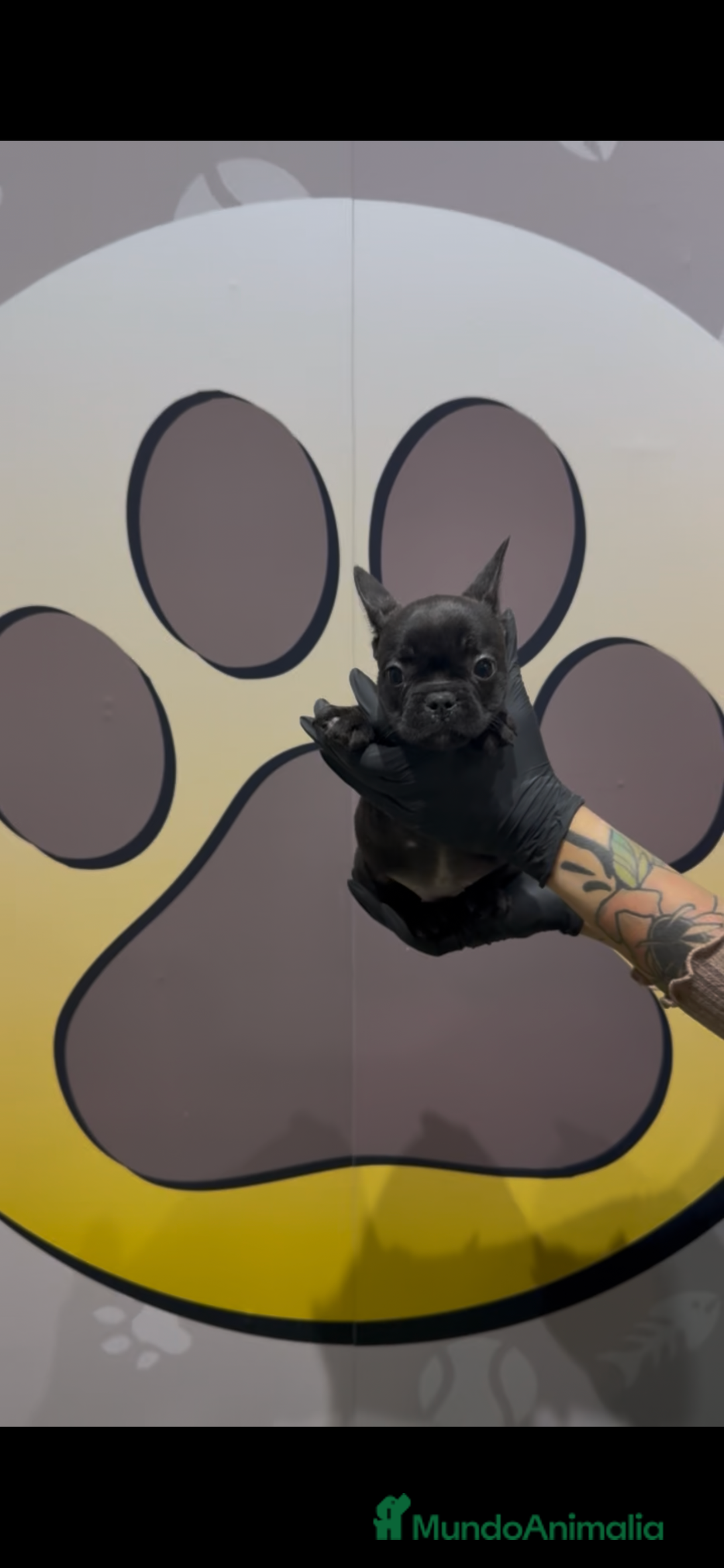 Bulldog Francés perros en venta: Bulldog francés hembra bebe - Anuncio 4