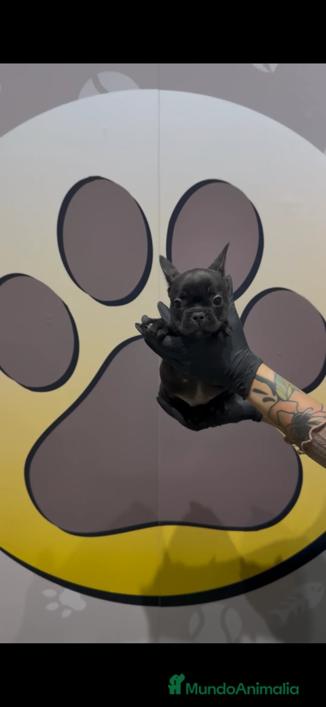 Bulldog Francés perros en venta: Bulldog francés hembra bebe - Anuncio 4