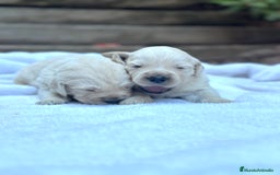 Golden Retriever perros en venta: Preciosos cachorros de Golden retriever - Imagen 5
