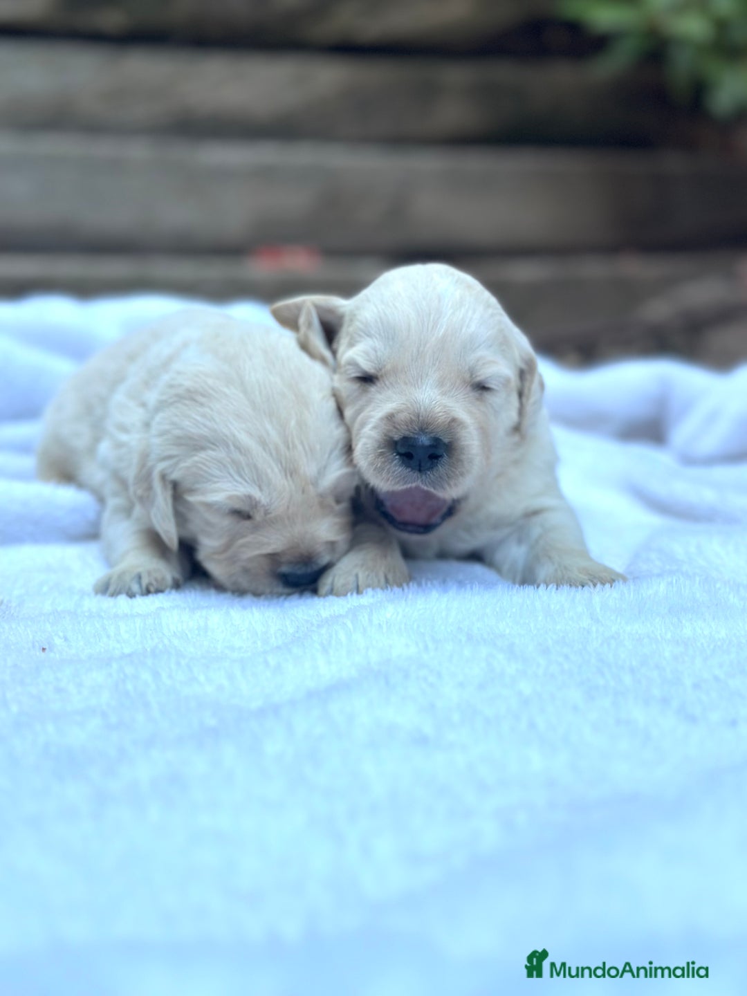Golden Retriever perros en venta: Preciosos cachorros de Golden retriever - Imagen 5