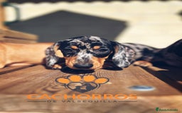 Teckel perros en venta: Teckel standar  - Imagen 1