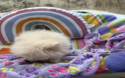 Pomerania perros en venta: Lulu pomerania toy  - Imagen 11