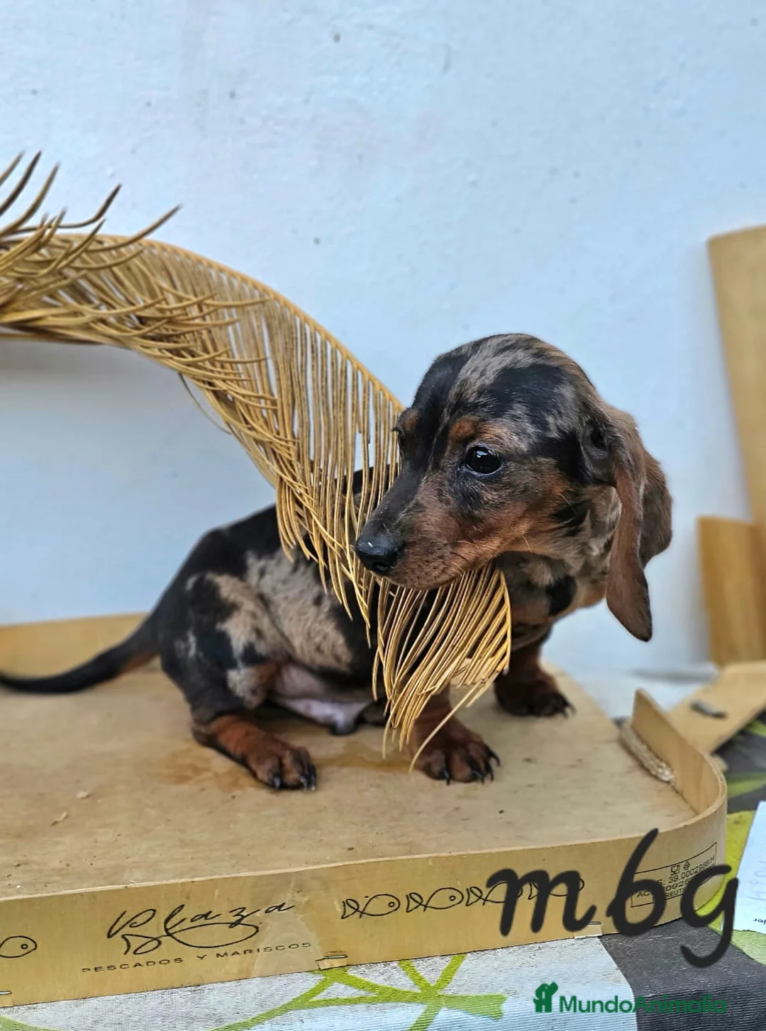 Teckel perros en venta: TECKEL  - Anuncio 2