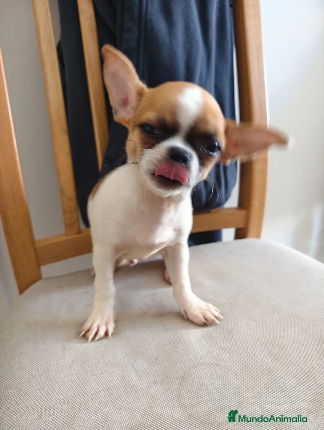 Chihuahua perros en venta: Chihuahua cabeza manzana  - Anuncio 1