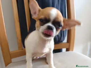 Chihuahua perros Chihuahua cabeza manzana - Anuncio 2