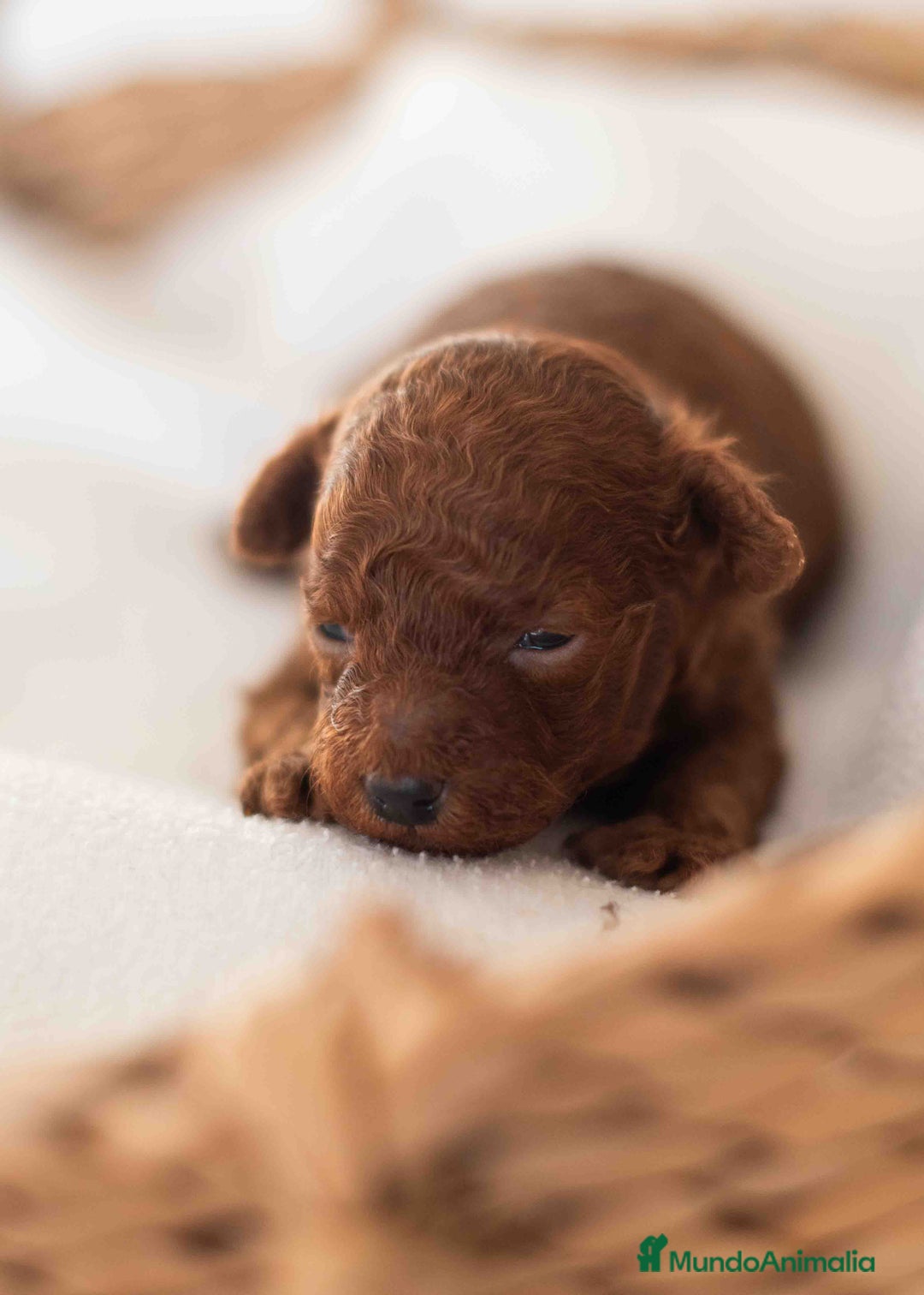 Caniche Toy perros en venta: Caniche toy rojo - Anuncio 5