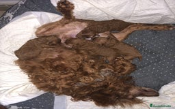 Caniche Enano perros en venta: ÚLTIMO MACHITO CANICHE DISPONIBLE - Imagen 3