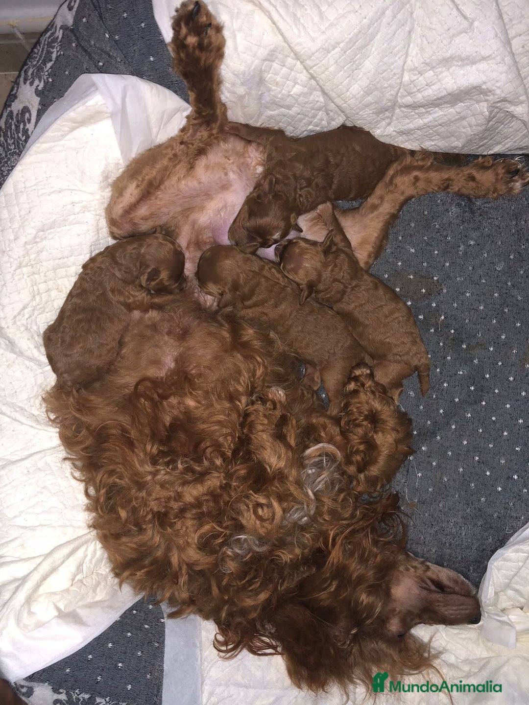 Caniche Enano perros en venta: ÚLTIMO MACHITO CANICHE DISPONIBLE - Imagen 3