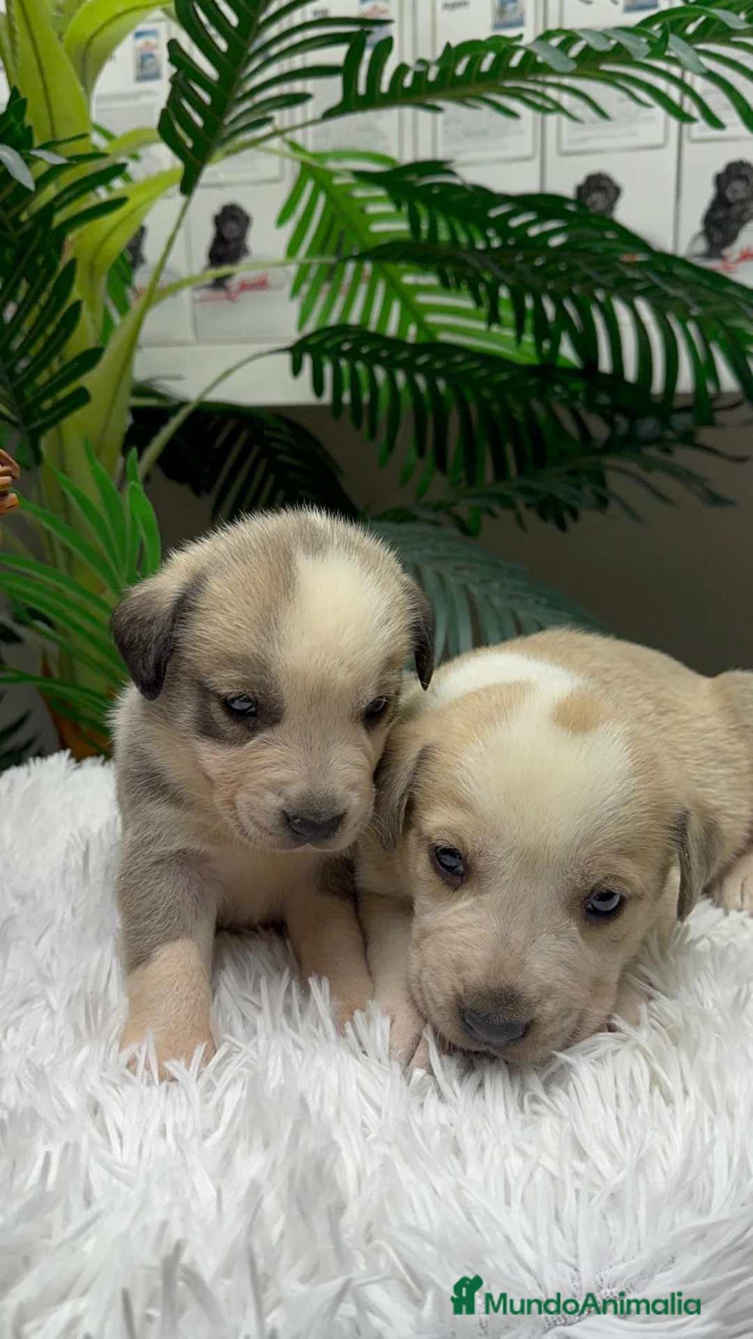 Mastín Español perros en venta: MASTIN ESPAÑOL - Anuncio 3