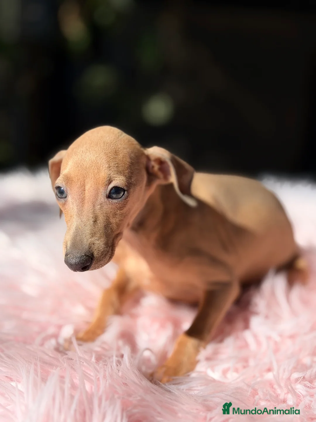 Pequeño Lebrel Italiano perros en venta: Piccolo italiano hembra  - Anuncio 1