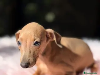 Pequeño Lebrel Italiano perros Piccolo italiano hembra - Anuncio 2