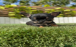 Chihuahua perros en venta: CHIHUAHUA MACHO - Imagen 16