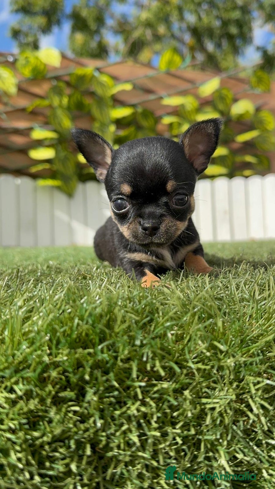 Chihuahua perros en venta: CHIHUAHUA MACHO - Imagen 16