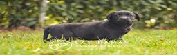 Labrador Retriever perros en venta: Hembra de labrador negro - Anuncio 3