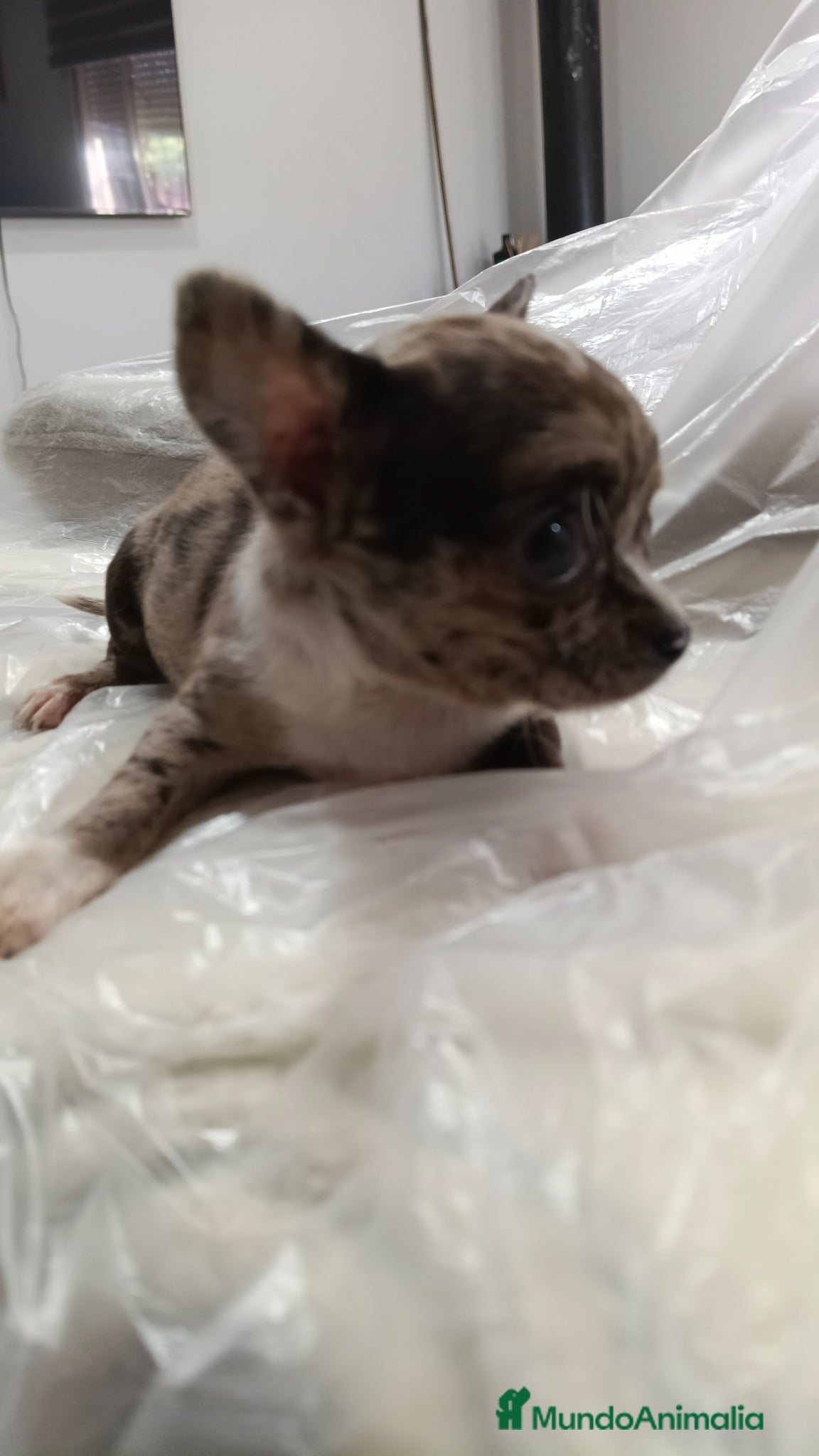 Chihuahua perros Hembra de chihuahua toys  - Anuncio 2